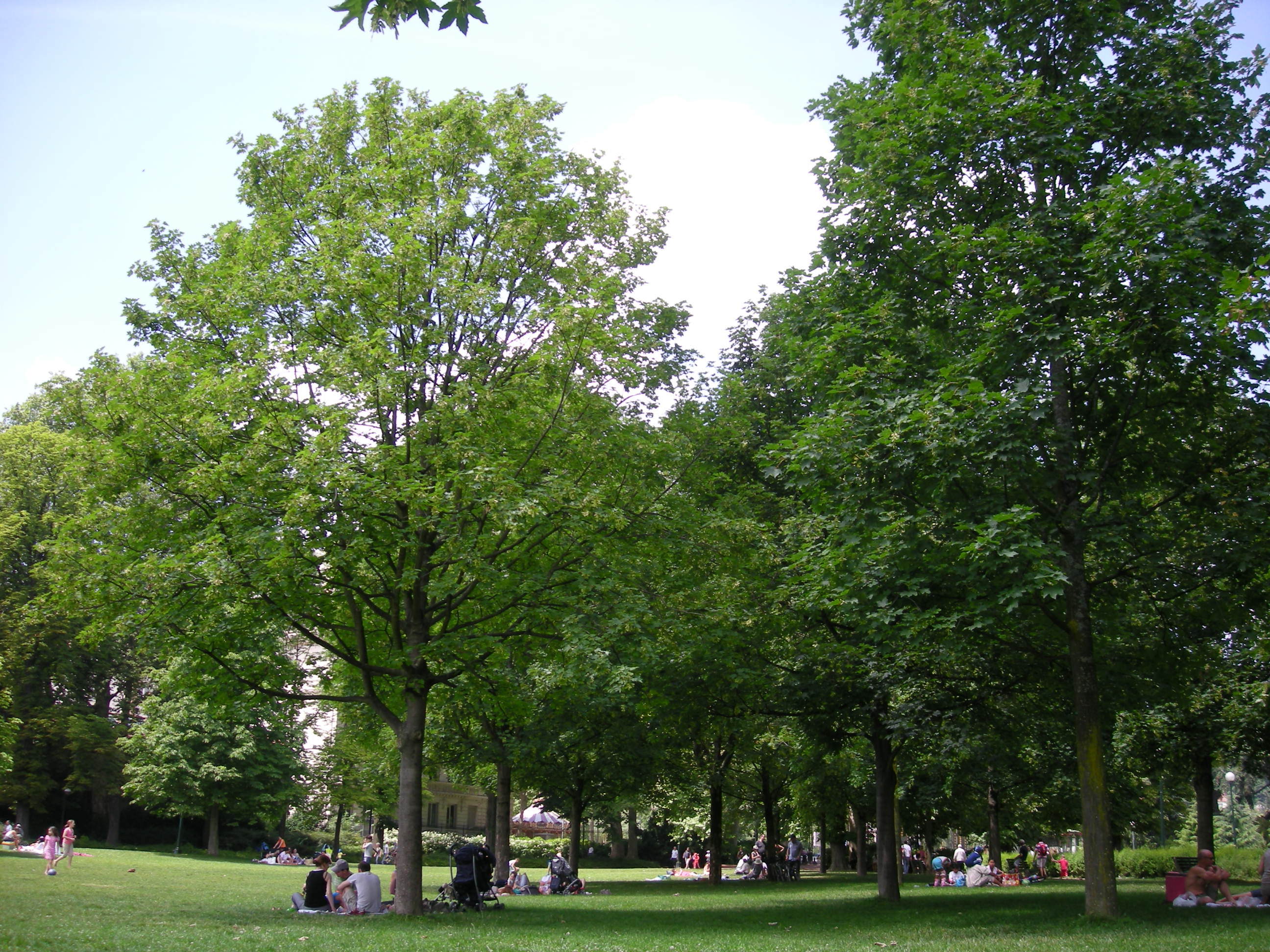 Forêt urbaine à la Métropole de Lyon — allée d'arbres matures dans un parc urbain